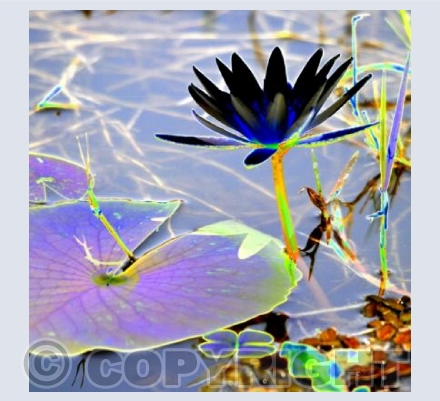 Water Lilly