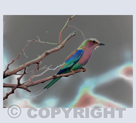 Lilac Breasted Roller