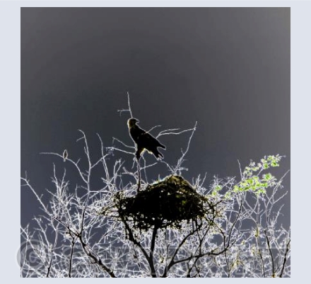 The Eagles Nest