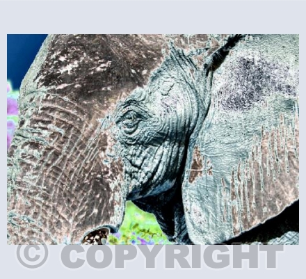 Ele's Blue Portrait