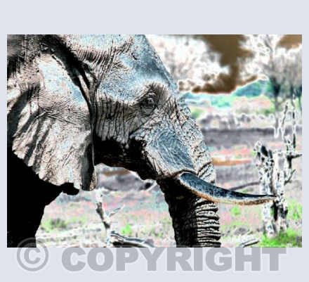 Shimmering Tusk's