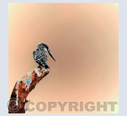 Pied Kingfisher