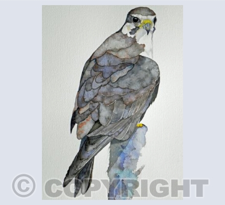 The Peregrines last post