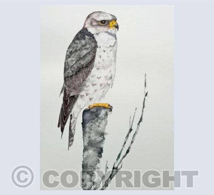 A Falcon named Horus