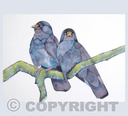Jackdaws