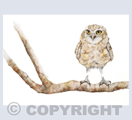 Little Owl