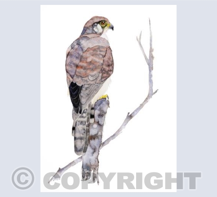 Lanna Falcon