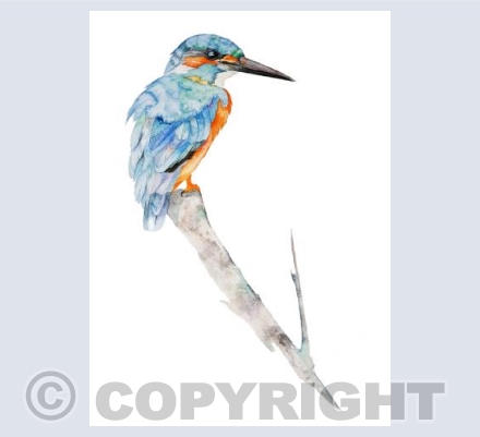 The kingfishers lookout