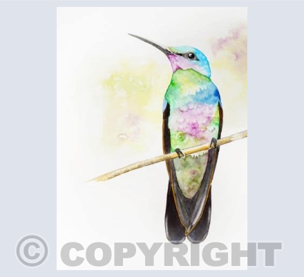 Blue Hummingbird