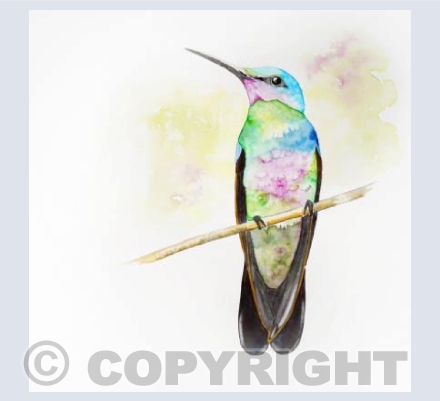 Hummingbirds Perch
