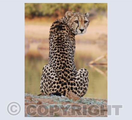 King Cheetah