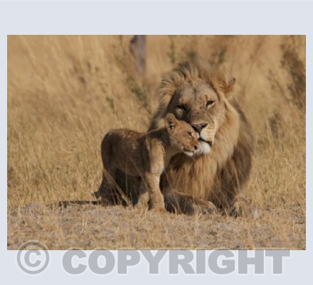 Lion and Cub