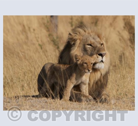 Lions Pride