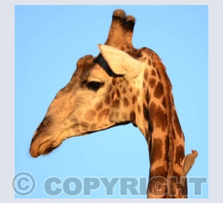 Giraffe and the Oxpecker