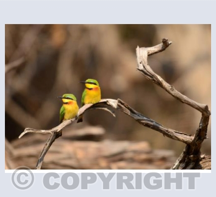 Little Bee-eaters