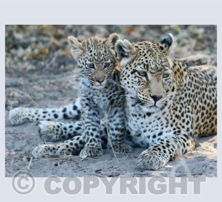 Leopard and Cub