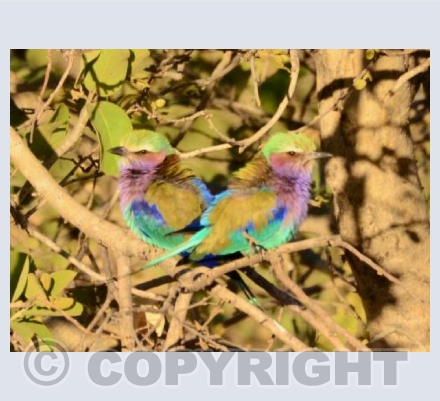 Lilac Breasted Rollers