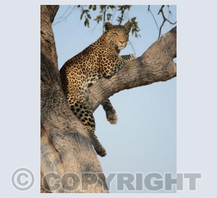 The leopards retreat