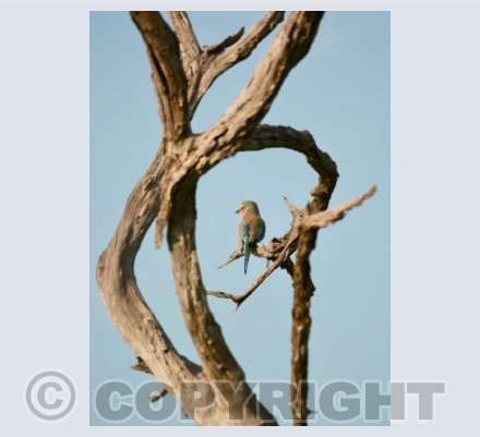 Lilac-breasted Roller