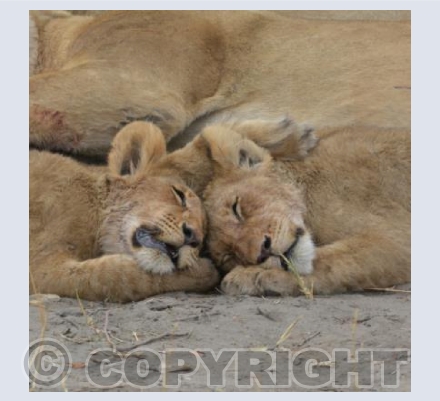 Sleepy Lion cubs