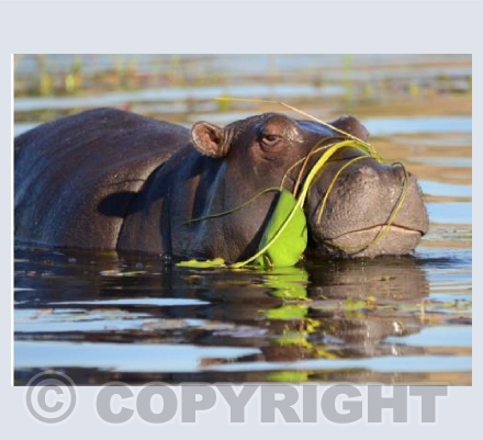 Happy Hippo