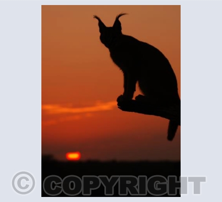 Sunset and the Caracal