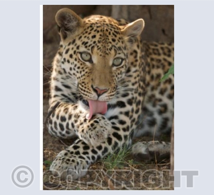Leopards Lick