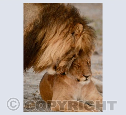 courtship