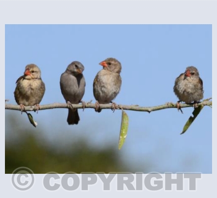 Juvenile red-billed Quelea