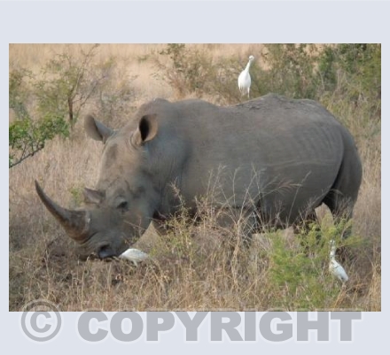 Rhino and Egrets