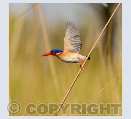 Malachite Kingfisher