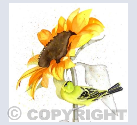 Greenfinch and Sunflower