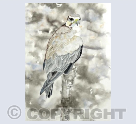 Peregrine Falcon