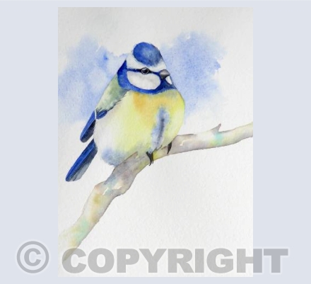 Blue Tit