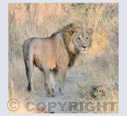 Are you following me ?