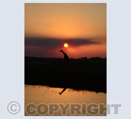 Reflection on the Chobe