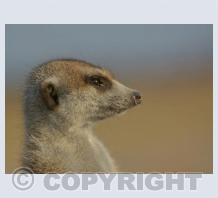 on the lookout
