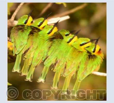Little Bee-eaters