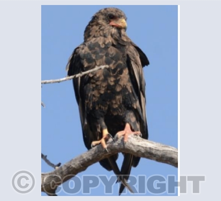 Bateleur Eagle