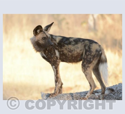 Painted Dog