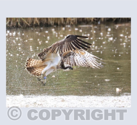 Osprey at Herriott's Pool