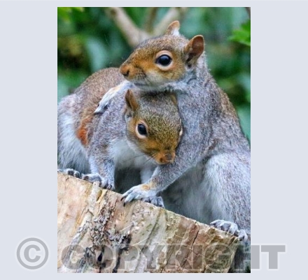 Hugging Squirrels