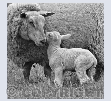 Mother and Baby