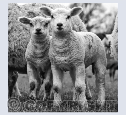 Lambs 