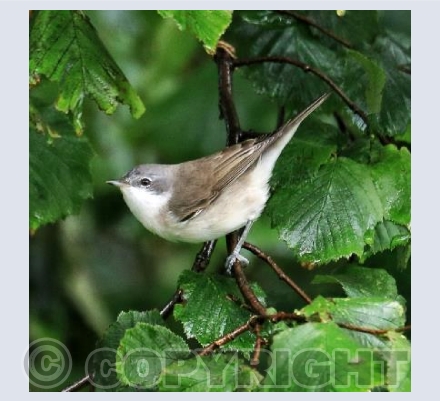 Lesser Whitethroat