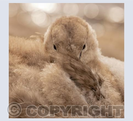 Cygnet