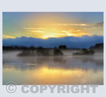 Golden Glow