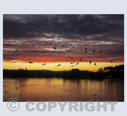 Swirling Seagulls