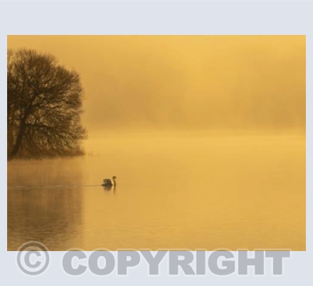 Gliding Swan in the Mist