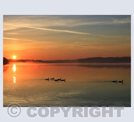 Canada Geese at Sunrise